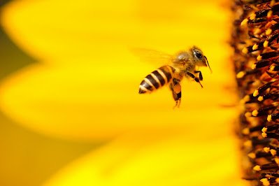 Amarillo: ¿Y si tu alegría constante no es felicidad, sino miedo a romperte?