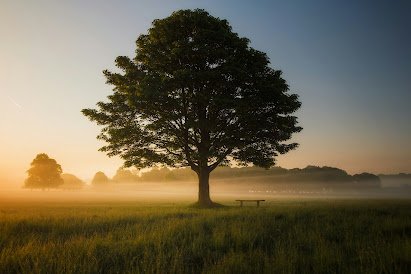 Mindfulness: El Arte de Abrazar el Momento y Redescubrir la Vida