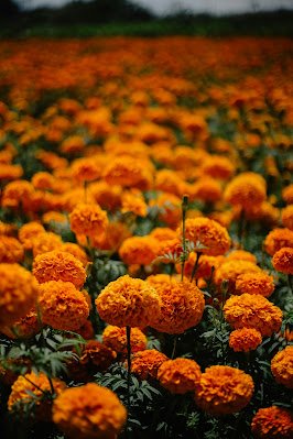 Naranja: ¿Cuándo decidiste contener tu entusiasmo para no llamar la atención?